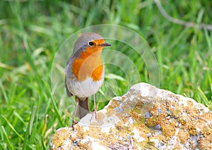 Robin standing on rock