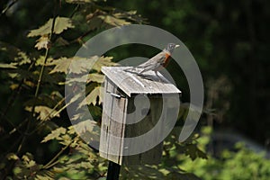 A robin standing on the top of a wooden bird house