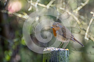 Robin standing on a tree stump covered with seeds