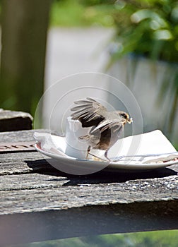 Robin steals crumbs from outdoor cafe plate