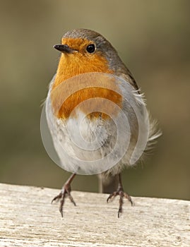 Robin stood on a fence facing the camera