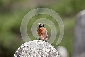 Robin on a tombstone in Poughkeepsie, NY