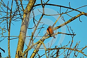 Robin on a tree branch