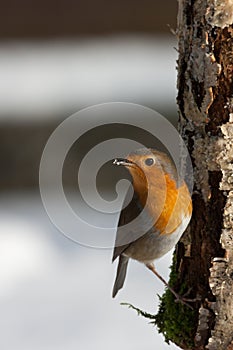 Robin on a tree