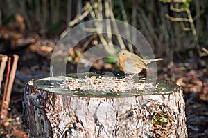 Robin on a tree trunk with bird seeds