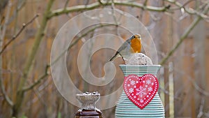 Robin on valentine decorated bird feeder.