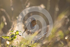 Robin on vegetation in hazy sunshine