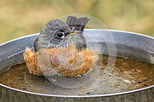 Robin wades in bird bath.