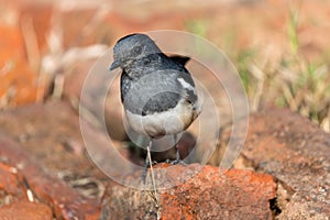 Robin walking on a red brick road