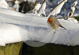 Robin on wall in snow