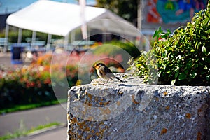 Robin on a wall, Weymouth, UK.