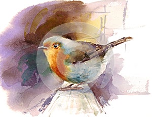 Robin Watercolor Bird Illustration Hand Painted