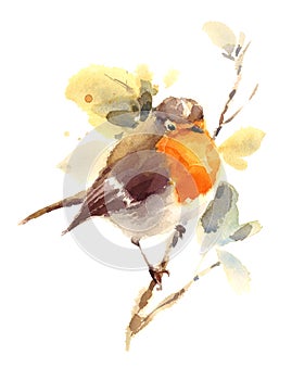 Robin Watercolor Bird Illustration Hand Painted