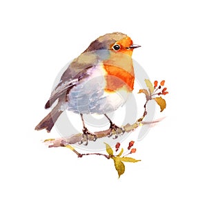 Robin Watercolor Bird Illustration Hand Painted photo