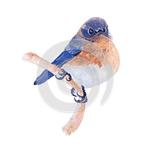 Robin watercolor isolated .Bird on white background. Watercolor hand painted illustration of Bird.