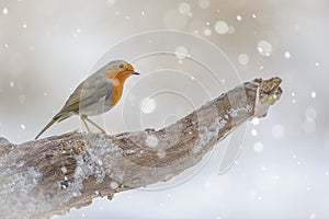 Robin in winter