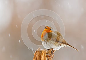 Robin in winter snow in Bavaria