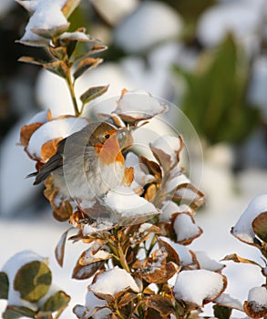 Robin in winter time