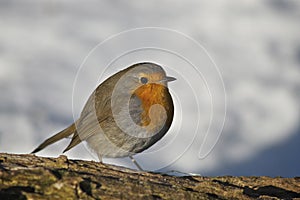 A robin