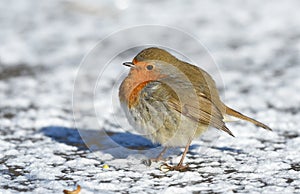 Robin during wintertime