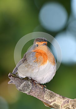 Robin during wintertime