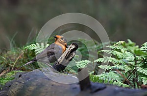 Robin during wintertime