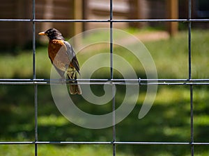 Robin on Wire Fence in Yard