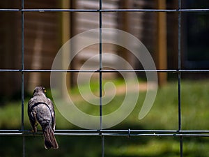 Robin on Wire Fence in Yard