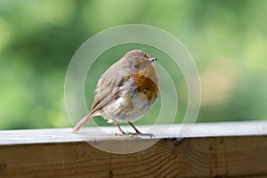 Robin on wood rail