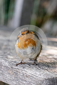 Robin on wooden bench