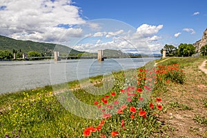 The Robinet bridge on the Rhone at Donzere with a bed of poppies in the foreground