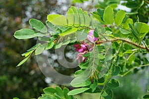 Robinia hispida is a shrub in the subfamily Faboideae of the pea family Fabaceae. Berlin, Germany photo