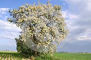 Robinia pseudoacacia photo