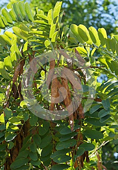 Robinia pseudoacacia or black locust