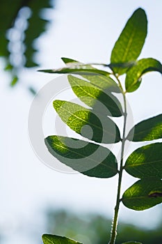 Robinia pseudoacacia commonly known as black locust, deciduous tree branch with fresh green foliage. Vertical Macro shot