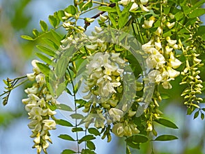 the blooming Robinia pseudoacacia photo