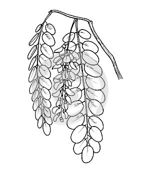 Robinia pseudoacacia leafs and flowers hand draw illustration