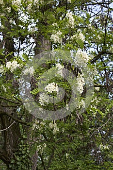 Robinia pseudoacacia tree in bloom