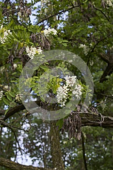 Robinia pseudoacacia tree in bloom