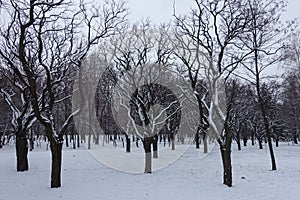 Robinia pseudoacacia trees in the park in winter