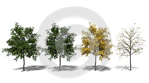 Robinia pseudoacacia Umbraculifera (Four Seasons) photo