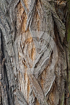 Robinia tree bark tecture bakground