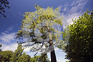 Robininia Pseudoacacia springtime tree photo