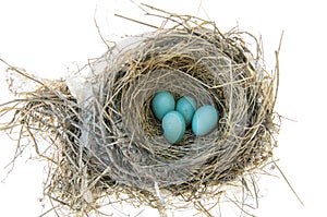 Robins Bird Nest