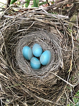 Robins Egg Nest