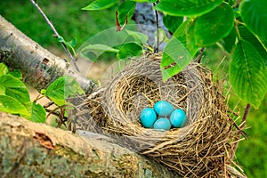 Robins eggs