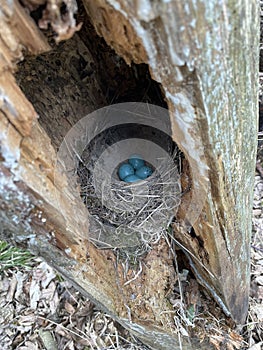 robins eggs in the nest