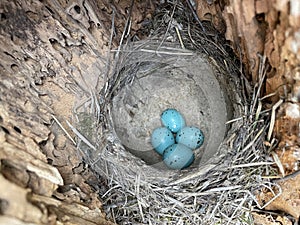 robins eggs in the nest