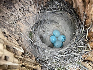 robins eggs in the nest