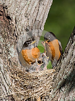 Robins feed their young